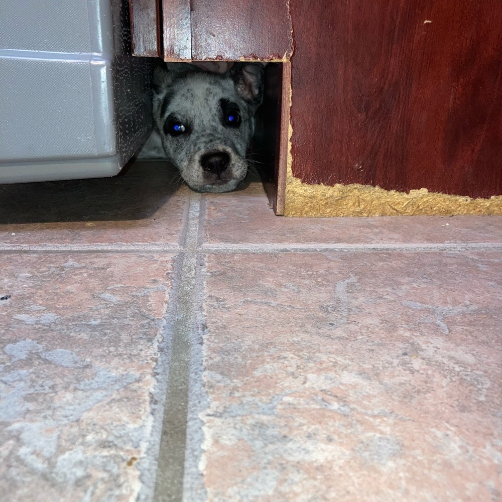 Meet your Posher, Tiffany